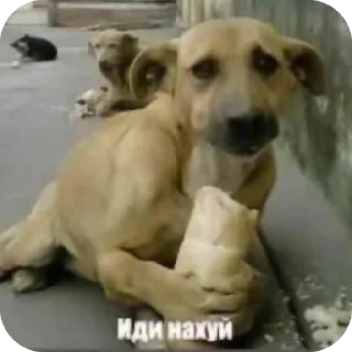 Telegram stiker 🫥 NO MORE