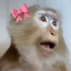 Video sticker 🌟 Мусини бо�...