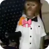 Video sticker 🌟 Мусини бо�...