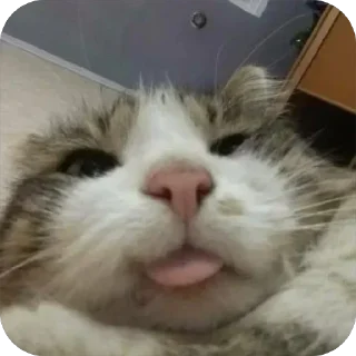 Telegram sticker 😛 @sticksbb <— больше стиков💓💘💞