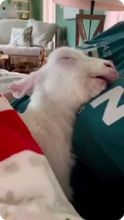 Video sticker 🌟 Goats_Pack_By_Toma238 :: @fStikBot