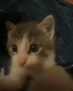 Video sticker 😘 котики 🐈 :: @fStikBot