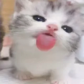 Video sticker 😛 котики 🐈 :: @fStikBot