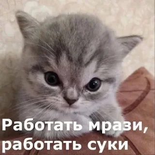 Telegram sticker 😡 котямбусы от @chelovekotenok