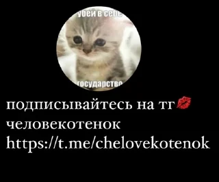 Video sticker 🌟 котямбусы от @chelovekotenok