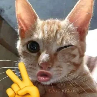 Telegram sticker ✌️ котямбусы от @chelovekotenok