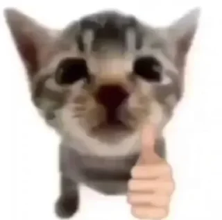 Telegram sticker 👍 котямбусы от @chelovekotenok