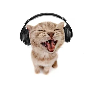 Telegram sticker 🌟 котямбусы от @chelovekotenok