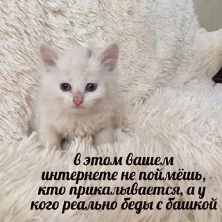 Video sticker 🤯 котямбусы от @chelovekotenok