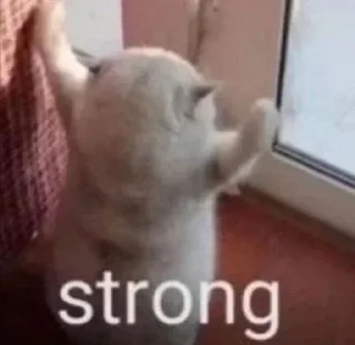 Video sticker 💪 Больше стиков тут: @stikery4