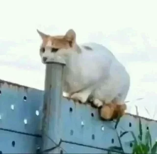 Telegram sticker 😋 Больше стиков тут: @stikery4