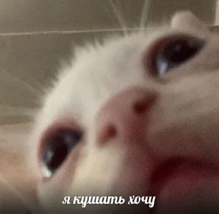 Video sticker 🤤 Больше стиков тут: @stikery4