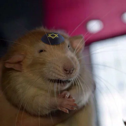 Telegram stiker 🐀 CEO of hate