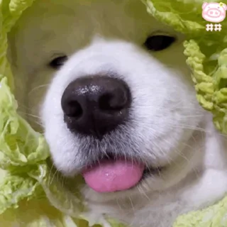 Telegram sticker 🐶 🪴柚日小安   @tiezhib