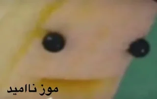 Telegram sticker 🍌 @myanymood موزی
