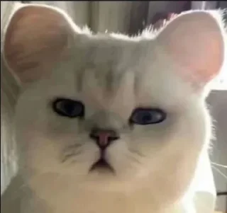 Telegram sticker 😦 深圳京东集团  @szygww