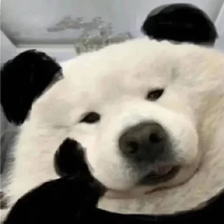 Telegram sticker 🐼 深圳京东集团  @szygww