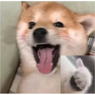 Video sticker 😊 Animal meme package