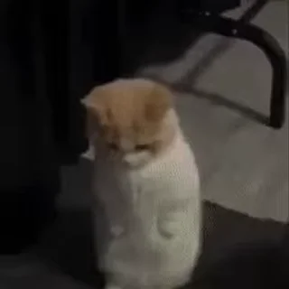Video sticker 😊 Animal meme package