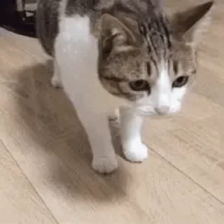 Video sticker 😊 Animal meme package