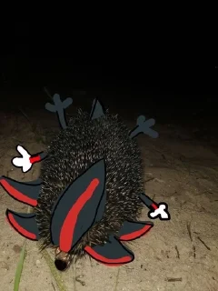 Video sticker 🌟 Shadow by @PDangel :: @fStikBot