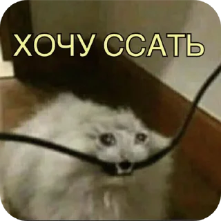 Video sticker 🐱 Всратыши