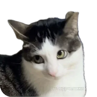 Телеграм стикер 🐱 Всратыши