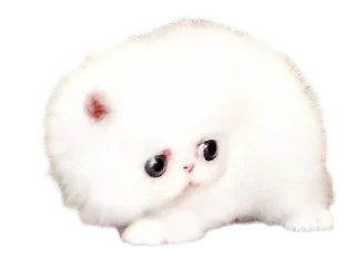 Telegram sticker 🌟 Cats, @stickerspupa :: @fStikBot