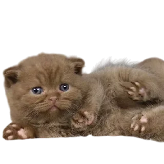 Telegram sticker 🌟 Cats, @stickerspupa :: @fStikBot