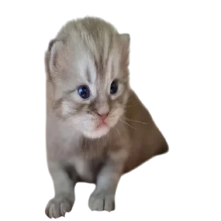 Telegram sticker 🌟 Cats, @stickerspupa :: @fStikBot