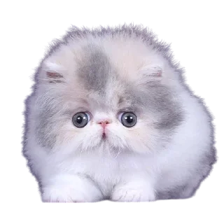 Sticker 🌟 Cats, @stickerspupa :: @fStikBot