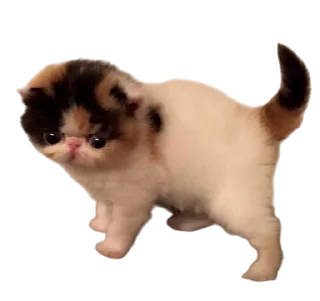 Telegram sticker 🌟 Cats, @stickerspupa :: @fStikBot