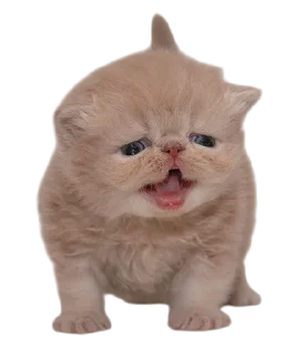 Telegram sticker 🌟 Cats, @stickerspupa :: @fStikBot
