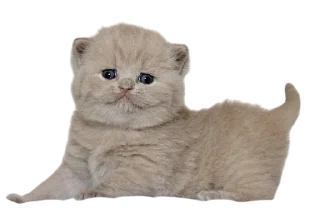 Video sticker 🌟 Cats, @stickerspupa :: @fStikBot