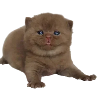 Video sticker 🌟 Cats, @stickerspupa :: @fStikBot