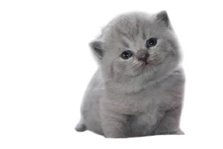 Video sticker 🌟 Cats, @stickerspupa :: @fStikBot