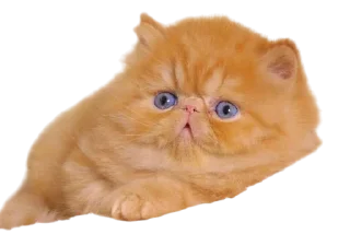 Telegram sticker 🌟 Cats, @stickerspupa :: @fStikBot