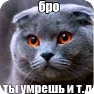 Telegram stiker 🐱 щышцпцсфй | пак нарпла