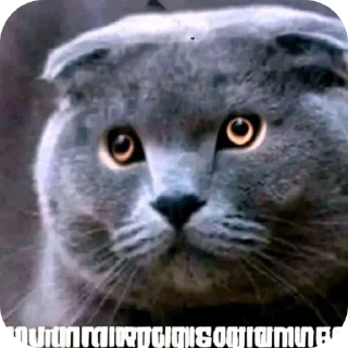Telegram stiker 🐦 щышцпцсфй | пак нарпла