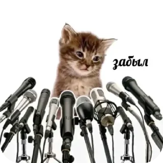Telegram stiker 🐱 щышцпцсфй | пак нарпла