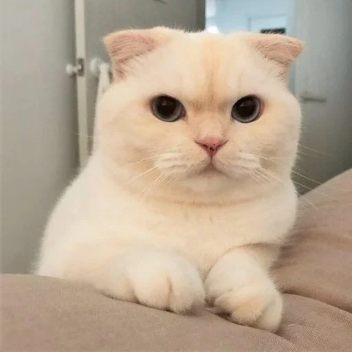 Telegram sticker 😾 𓆩〬➤⃝ ⃝⃪⃕ꭗ‌‌𝆺꯭𝅥⛧‌ٖٖٖٖٖٖٜٖٖٖٖ᪵᪳༎ࠫ٭⃪꯭꯭⃜💞𝓖𝓪𝓽𝓲𝓽𝓪🌷𝓛𝓲𝓷𝓭𝓪💞𝐃's video pack