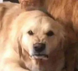 Telegram sticker 😡 Kola suelta : @Yoymiuteroenfuego