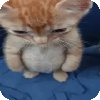 Telegram sticker 🐱 packdudesesperadu