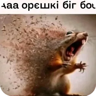 Telegram sticker 🌰 Хуйня из тт