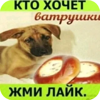 Video sticker 🐶 Хуйня из тт