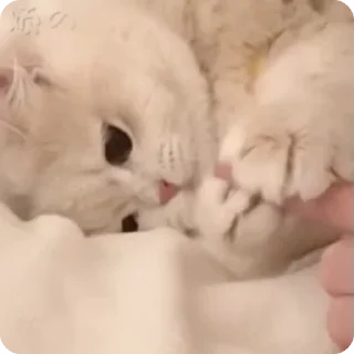 Video sticker 🌟 天行三弟 @obdlzs 网址 TX3D.CC