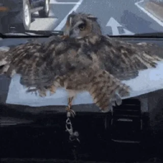 Telegram sticker 🦉 Совы @freetopsticker
