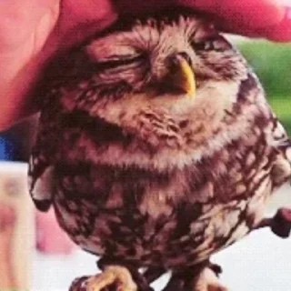 Telegram sticker 🦉 Совы @freetopsticker