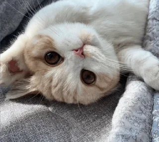 Telegram sticker 🤍 @Donyai_estikr1