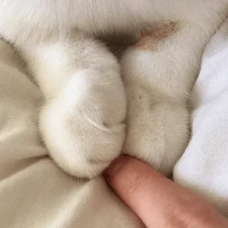 Video sticker 🤍 @Donyai_estikr1